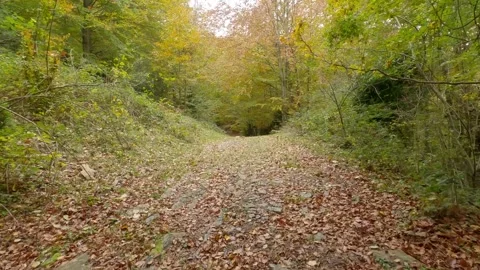 Path in the woods Video stock 146731666