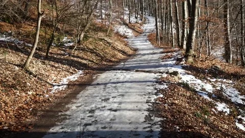 Path in the woods Stock Footage 232788831
