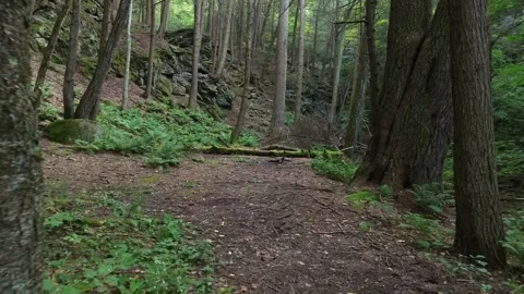 A path in the woods. Stock Footage 267129990