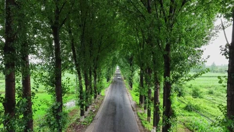 Path in the woods Stock Footage 281248755