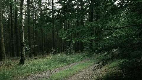 Path in the woods Video stock 281574362