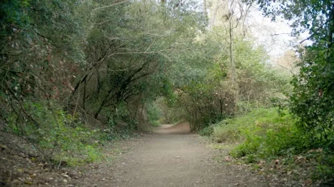 Path in the woods Stock Footage 301006260