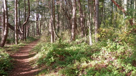 Path Woods Forest, Nature Park Trees Background Landscape, Foot Road in Nature Stock Footage 151577565