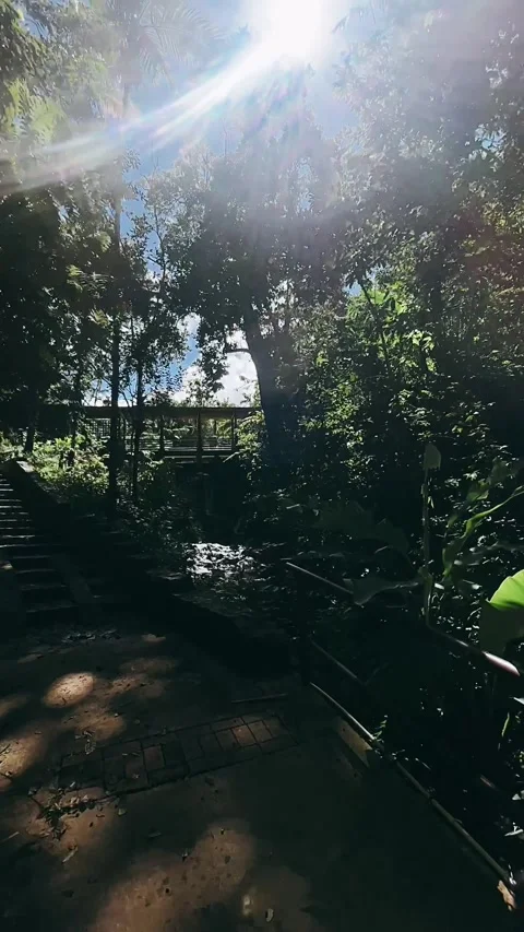 Path in the woods, forest, nature, tree, green, trees, landscape Stock Footage 233624104