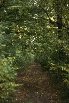 Path in the woods forest Stock Photos
