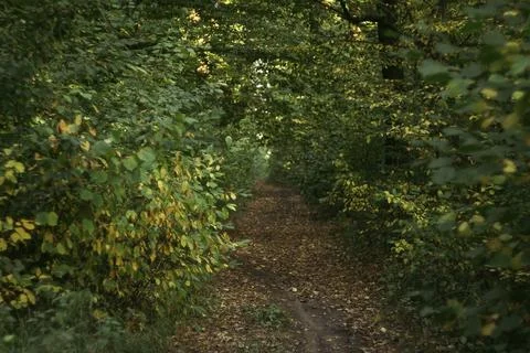 Path in the woods forest Stock Photos