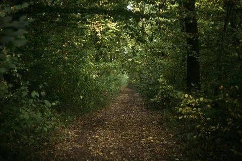 Path in the woods forest Stock Photos