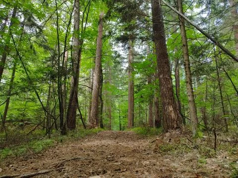 Path in the Woods, Forest Walkway Stock-Fotos