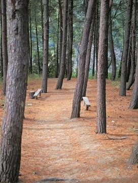 A path in the woods full of pine needles. Foto stock