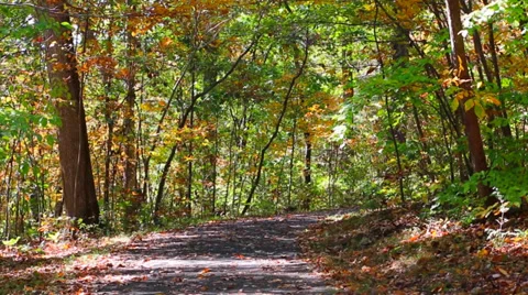 Path in Woods with Leaves Changing Color Stock Footage 35721849