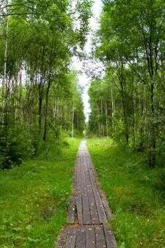 Path in the woods lined with boards Stock Photos