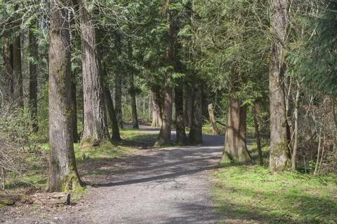 Path in the woods Oregon forests. Stock Photos