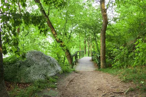 Path in the woods in a park Stock Photos