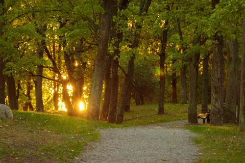 Path in the woods in a park Stock Photos