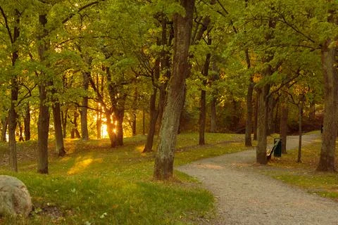Path in the woods in a park Stock Photos