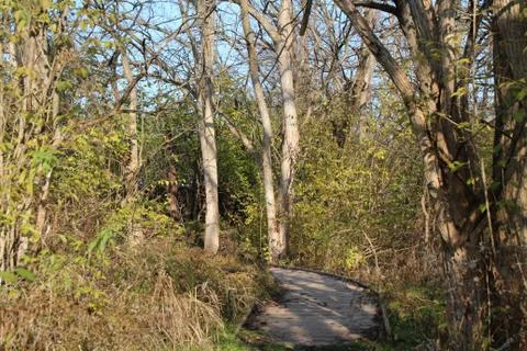 Path in the woods Stock Photos