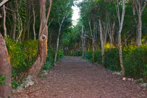 A Path in the Woods Foto stock