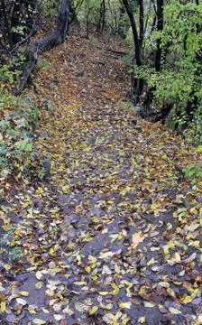 Path in the woods Stock Photos