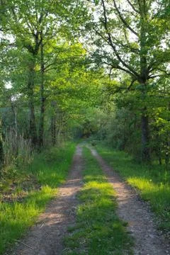 Path in the woods Stock Photos