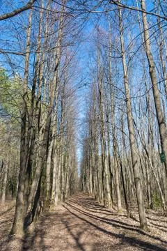 Path in the woods Stock Photos