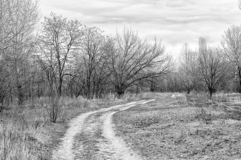Path in the Woods Фото