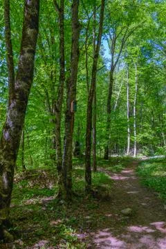 Path in the woods Stock Photos