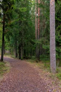 Path in Woods Stock Photos
