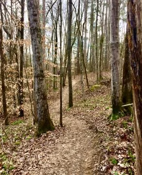 A path in the woods Foto stock