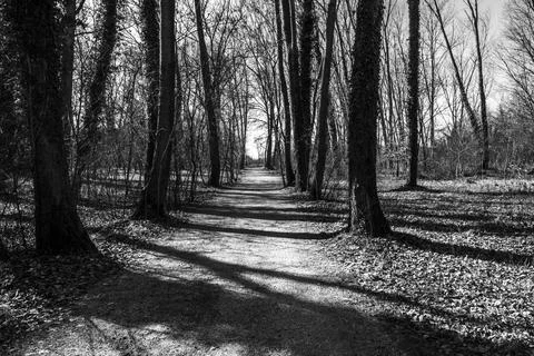 Path in the woods Stock Photos