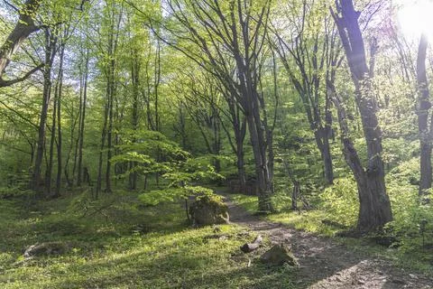 A path in the woods Stock Photos