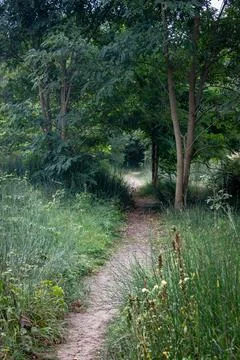 Path in the woods Stock Photos