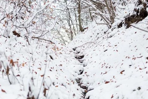 A path in the woods 库存照片