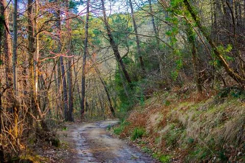 Path in the woods Stock Photos
