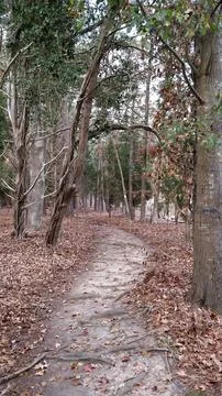 Path in the Woods Stock Photos