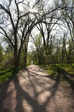 A Path in the Woods Foto stock