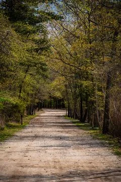 Path in woods Stockfoto's