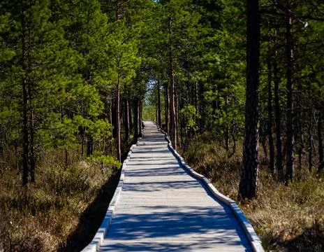 Path in woods Stock Photos