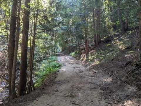 A Path In The Woods Fotos de archivo