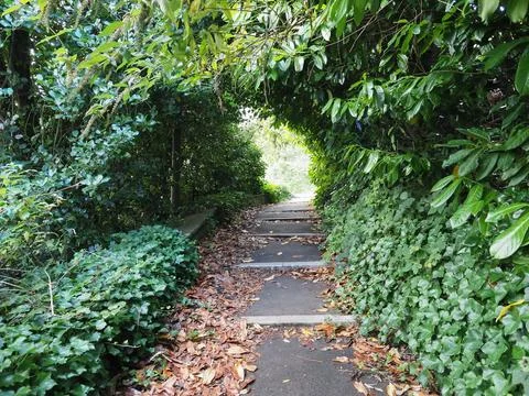 Path in the woods Stock Photos