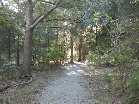 Path in the Woods Stock Photos