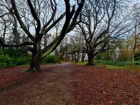 A path into the woods Photos