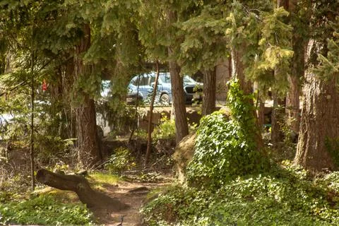 A path into the woods Stock Photos