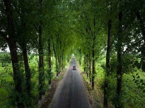 Path in the woods Stock Photos