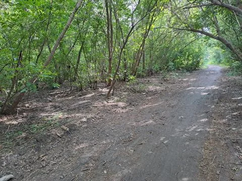 A path in the woods Stock Photos