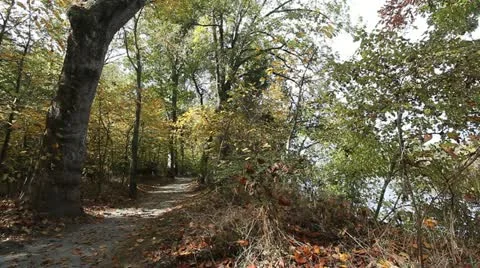 Path in woods by the river Stock Footage 22175004