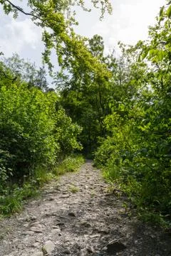 Path in Woods Stone Rocks Perspective Nature Peaceful Walking Stock Photos