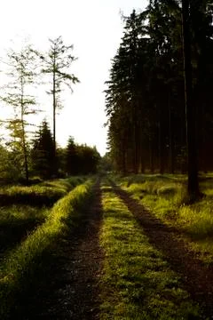 Path in the woods at sunrise Stock Photos