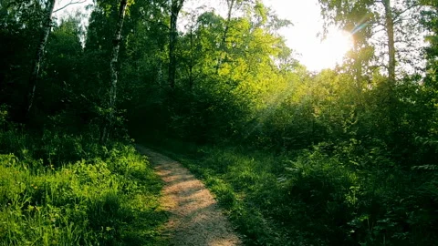 Path in the woods at sunset, the sun's rays Stock Footage 109324573