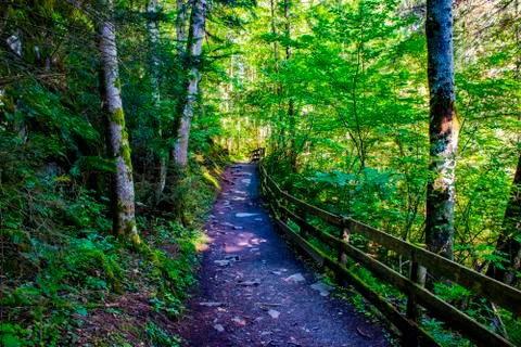 Path in the woods of Tyrol one Stock Photos