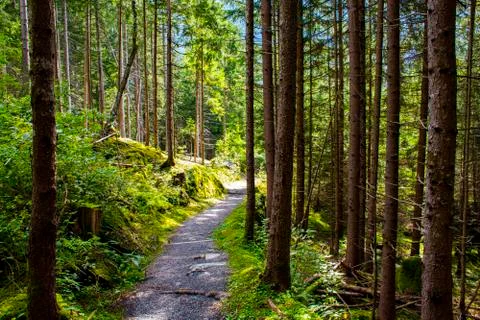Path in the woods of Tyrol two Stock Photos